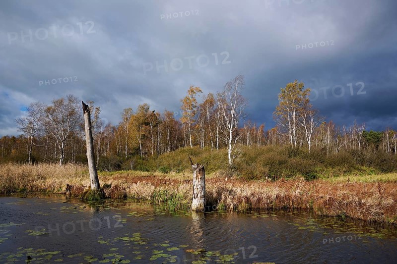 Bog birch (Betula pubescens), in front of a dark sky, Federsee lake nature reserve, UNESCO World Heritage Site, Bad Buchau, Upper Swabia, Baden-Württemberg, Germany