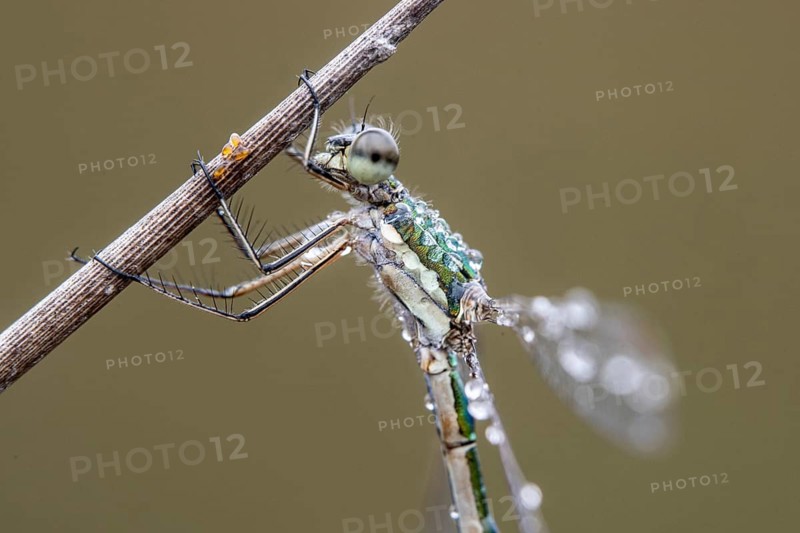 Lestes virens (Lestes virens), Emsland, Lower Saxony, Germany