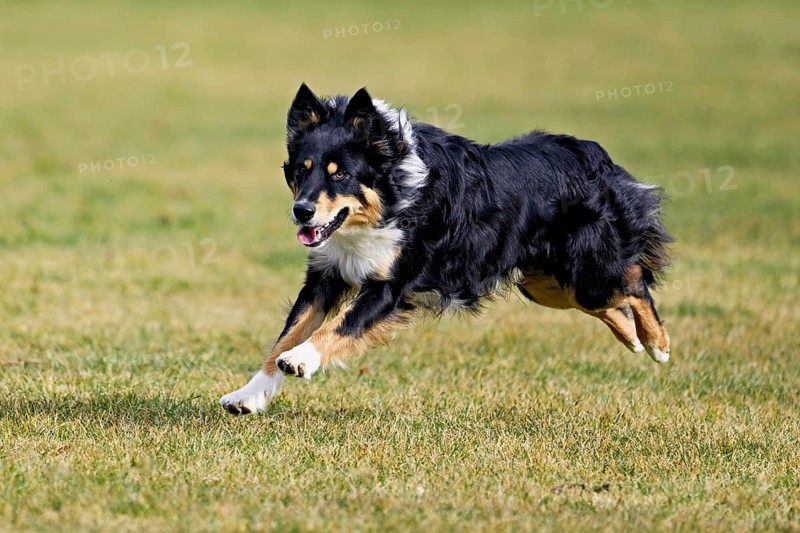 Mixed breed dog between Border Collie and Australian Shepherd jumps across meadow, Switzerland