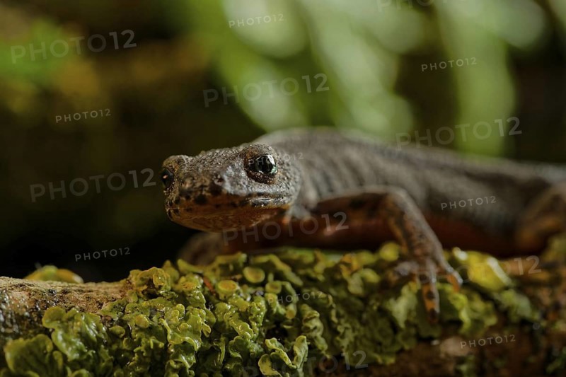 Alpine newt on a wet ground. leaves and lichens. Hessen, Germany