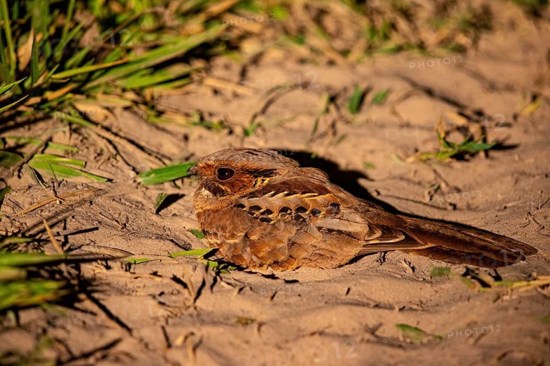 Pauraque (Nyctidromus albicollis) Pantanal Brazil