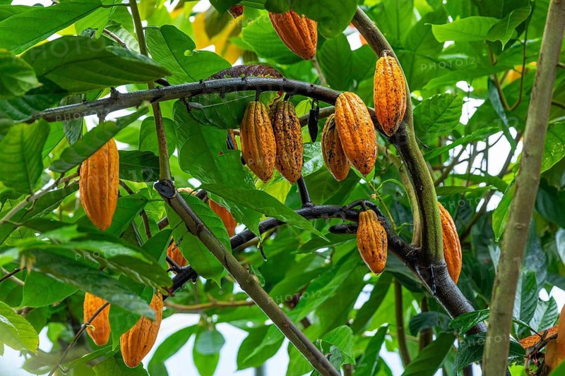 Cocoa fruit on a tree, cocoa (Theobroma cacao), Costa Rica