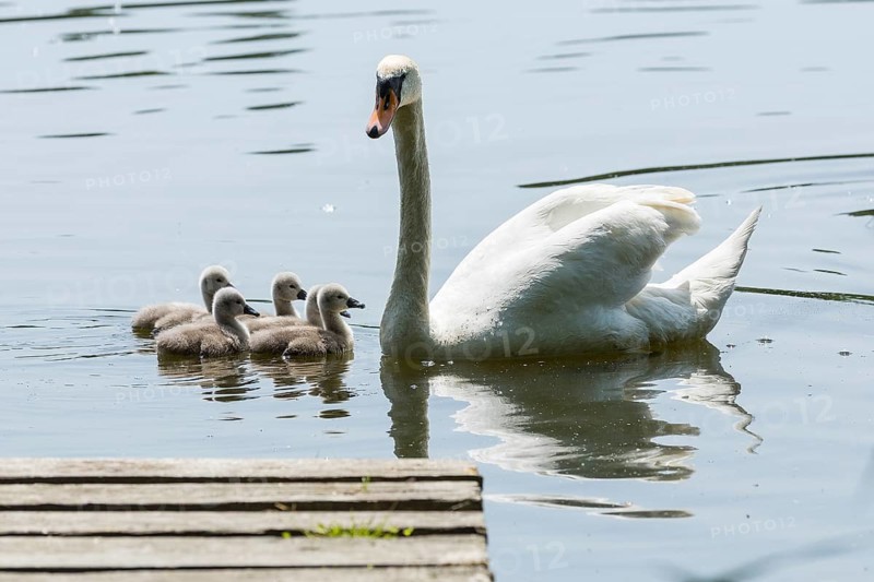 Swan family of the Mute Swan (Cygnus olor) with chicks on the middle pond near Neudorf Klösterlich, Wittichenau, Dubringer Moor, Saxony, Germany