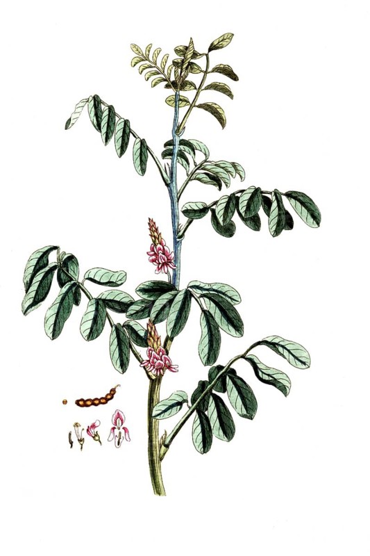 Indigofera tinctoria, indigo plant, digital reproduction of a historical original, between 1790 and 1810