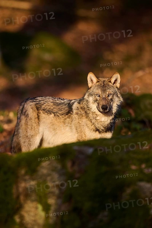 Close-up of a Eurasian wolf (Canis lupus lupus) in a forest in spring, Bavarian Forest National Park, Germany