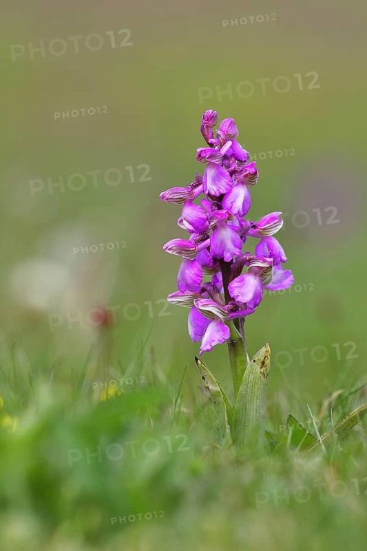 Green-winged orchid (Anacamptis morio), single flower in a meadow, close-up, Hesse, Germany