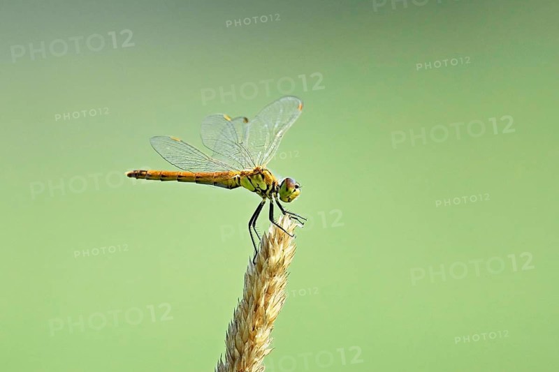 Marsh dragonfly (Sympetrum depressiusculum), female approaching a blade of grass, Switzerland