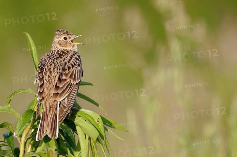 Eurasian Skylark (Alauda arvensis) singing, North Rhine-Westphalia, Germany