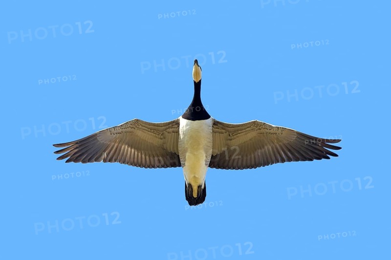 Barnacle goose (Branta leucopsis) in flight against blue sky