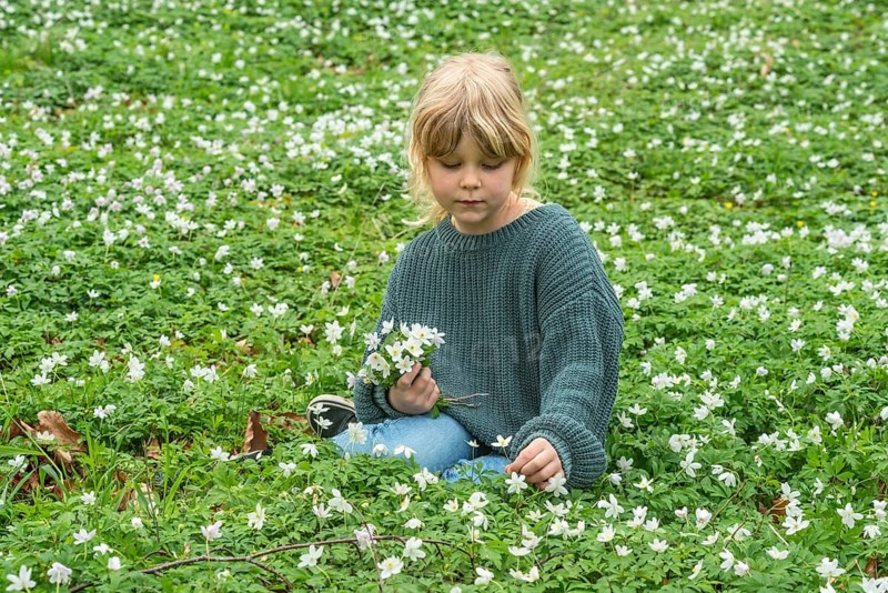 Blond girl, 6 years old, picking wood anemones (Anemone nemorosa) in the spring in Ystad municipality, Skåne county, Sweden, Scandinavia