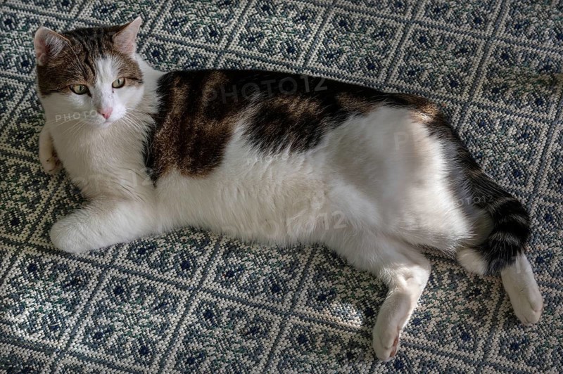 Cat lying on a patterned carpet, Bavaria, Germany