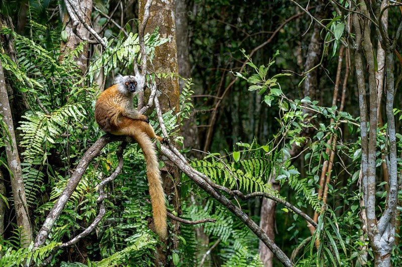 Black lemur (Eulemur macaco), Le Palmarium Reserve, Ambinaninony, Atsinanana, Madagascar