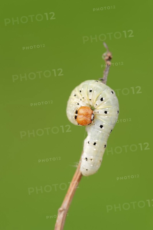 Frosted green (Polyploca ridens), caterpillar, North Rhine-Westphalia, Germany