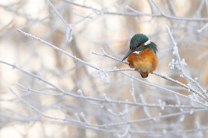 Kingfisher (Alcedo atthis) on its perch, Schlitters, Tyrol, Austria
