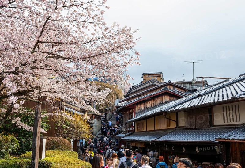 Blooming cherry trees, alley in the old town with traditional Japanese houses, Higashiyama, Kyoto, Japan