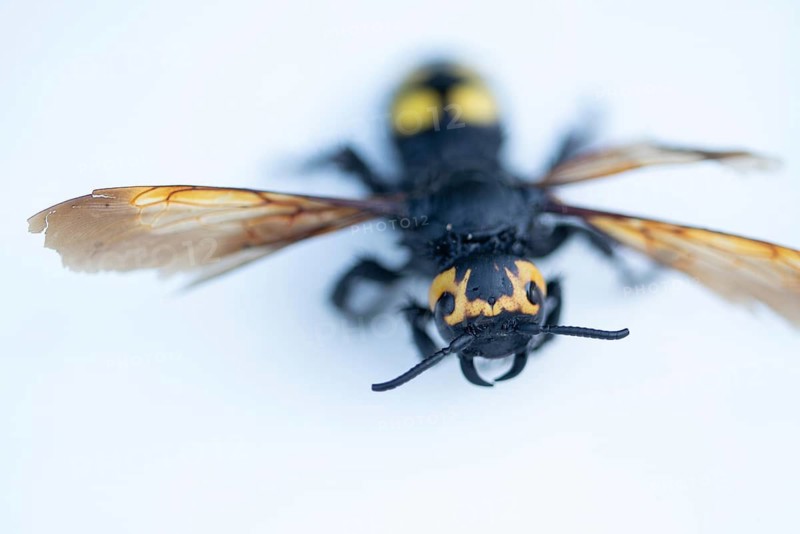 Mammoth wasp, female, Megascolia maculata flavifrons Fabricius, dead insect, France