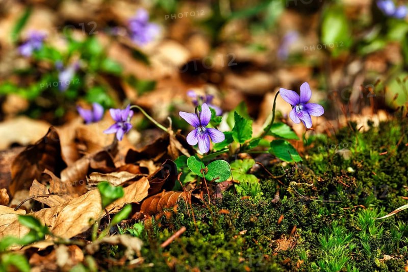 Wood violet (Viola reichenbachiana) among leaves on the forest floor, spring bloomer, Jakobsberg nature reserve, Steinhagen, Teutoburg Forest, North Rhine-Westphalia, Germany