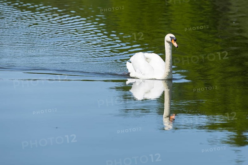 Mute swan (Cygnus olor) on the middle pond near Neudorf Klösterlich, Wittichenau, Dubringer Moor, Saxony, Germany