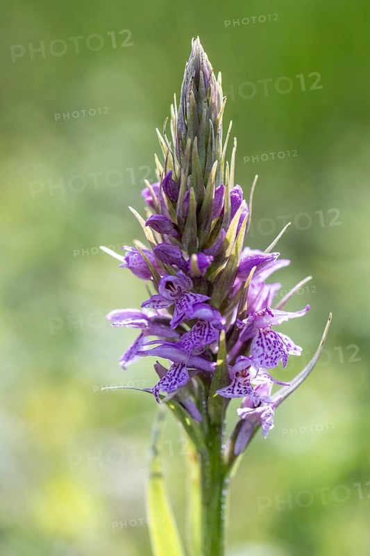Southern marsh orchid (Dactylorhiza praetermissa), Emsland, Lower Saxony, Germany
