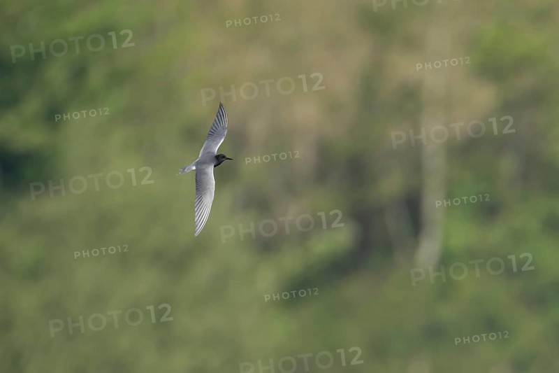 Black tern (Chlidonias niger) adult bird flying, Suffolk, England, United Kingdom