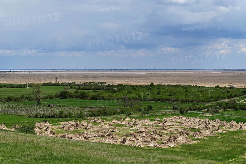 Reeds (poales) set out to dry, Fertorákos, Lake Neusiedl National Park, Hungary
