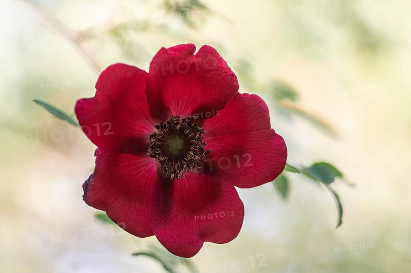 Mandarin rose (Rosa moyesii), Emsland, Lower Saxony, Germany