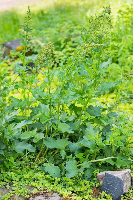 Good Henry (Blitum bonus-henricus) in the historic apothecary garden next to the ruins of the Heilig Kreuz monastery, Meissen, Saxony, Germany
