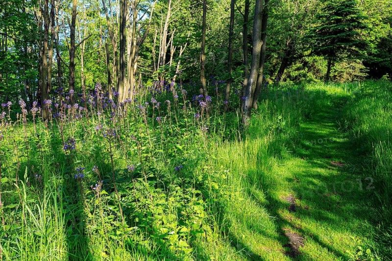 Blue flowers of the Alpine Milk Lettuce (Cicerbita alpina) on the Bärenstein, Erzgebirge, Saxony, Germany