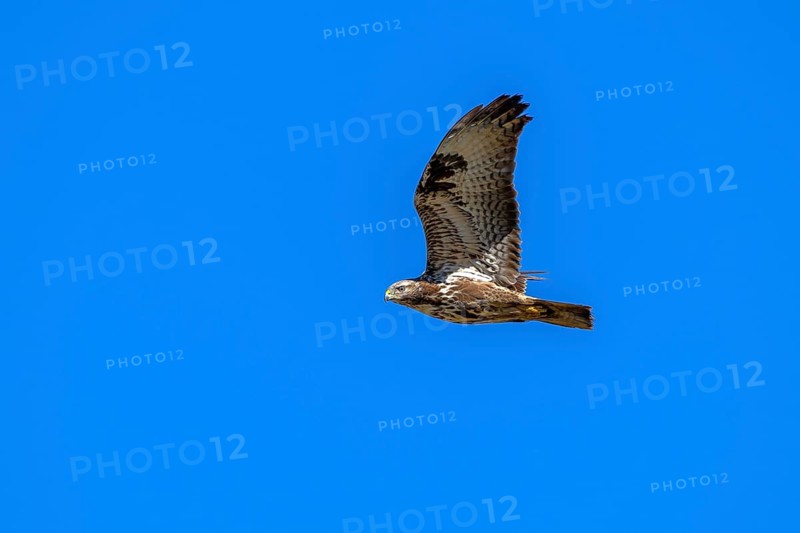 Common buzzard (Buteo buteo), in flight against a blue sky, Münster, Tyrol, Austria