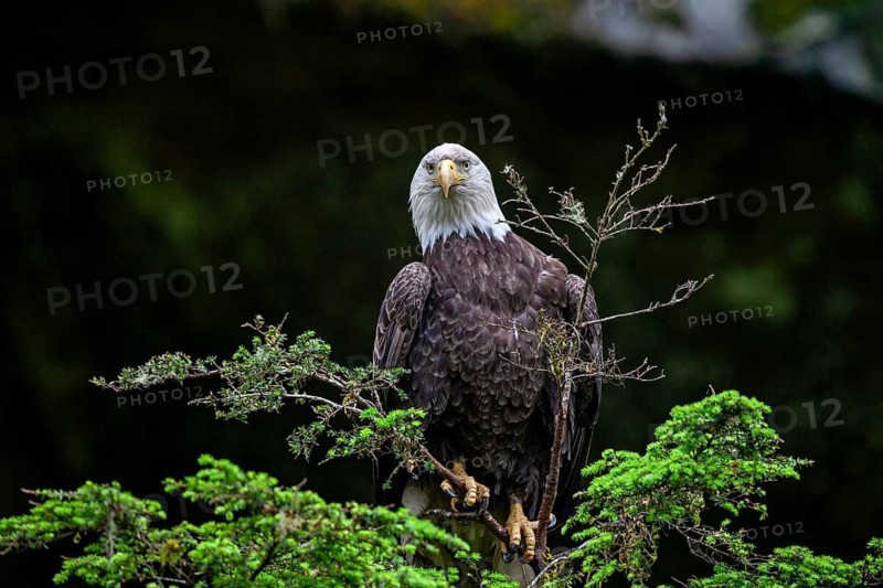 Bald eagle (Haliaeetus leucocephalus), sitting on a conifer, frontal view, rainforest, Southeast Alaska, Alaska, USA
