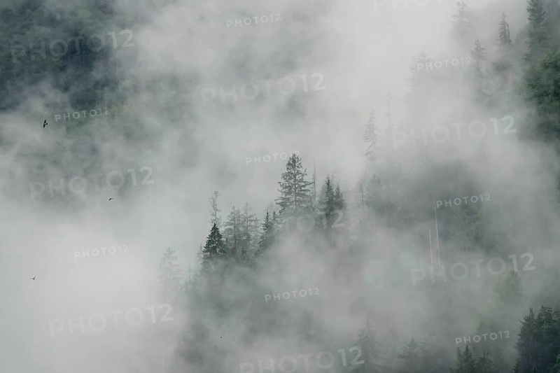 Foggy atmosphere in the foothills of the Alps, forest and fog, Bavaria, Germany