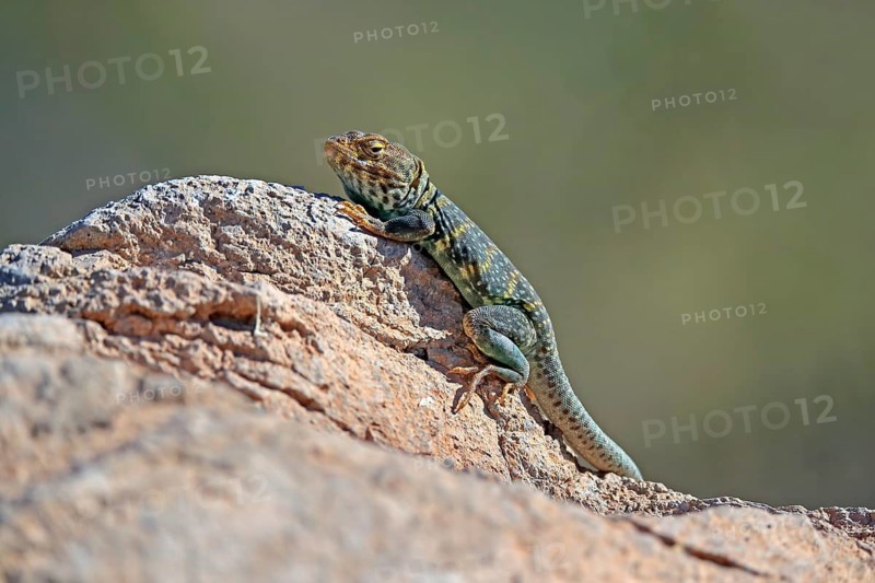 Common collared lizard (Crotaphytus collaris), adult, on rocks, foraging, warming up, sunbathing, Sonoran Desert, Arizona, North America, USA