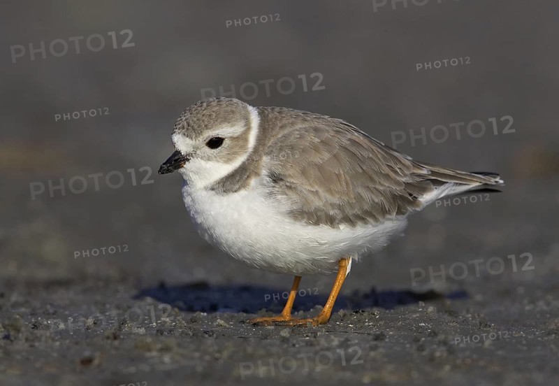 Piping Plover (Charadrius melodus), Florida, USA