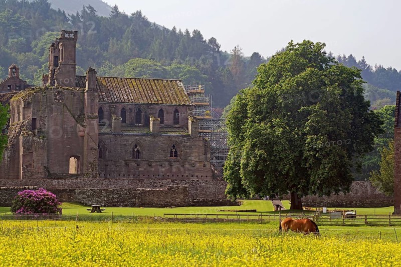 Horses in a flowering meadow in front of Melrose Abbey, ruins of a monastery, Robert the Bruce, borderlands, Scotland, Great Britain