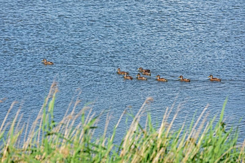 Ducks, Goldhöft, Gelting, Gelting Bay, Schleswig-Holstein, Germany