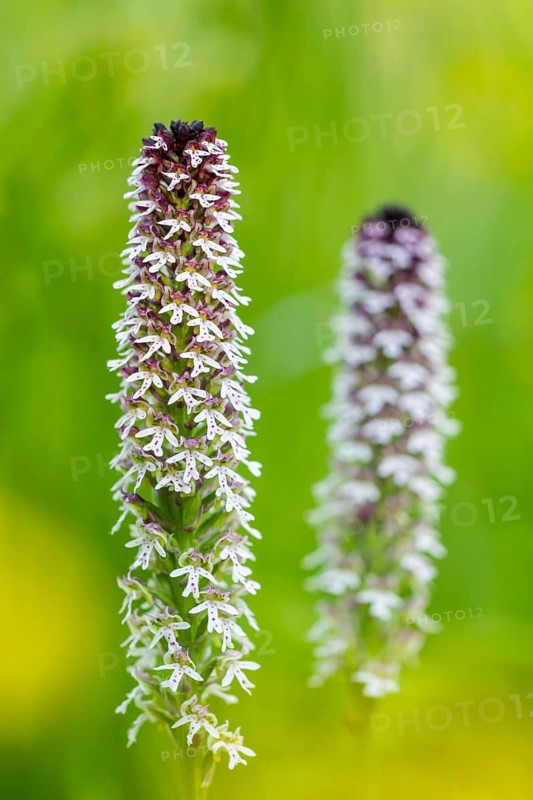 Burnet orchid (Neotinea ustulata), orchid family (Orchidaceae), Ihringen, Kaiserstuhl, Baden-Württemberg, Germany