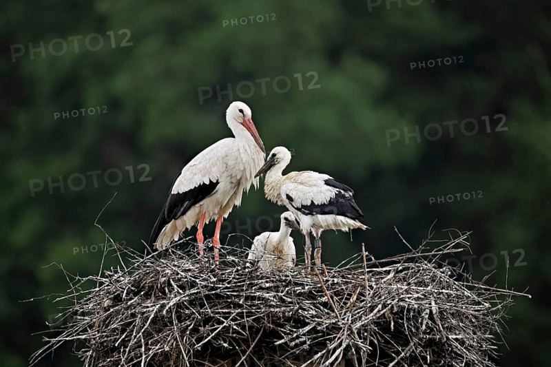 White stork (Ciconia ciconia), adult with two chicks standing on eyrie, Canton Aargau, Switzerland