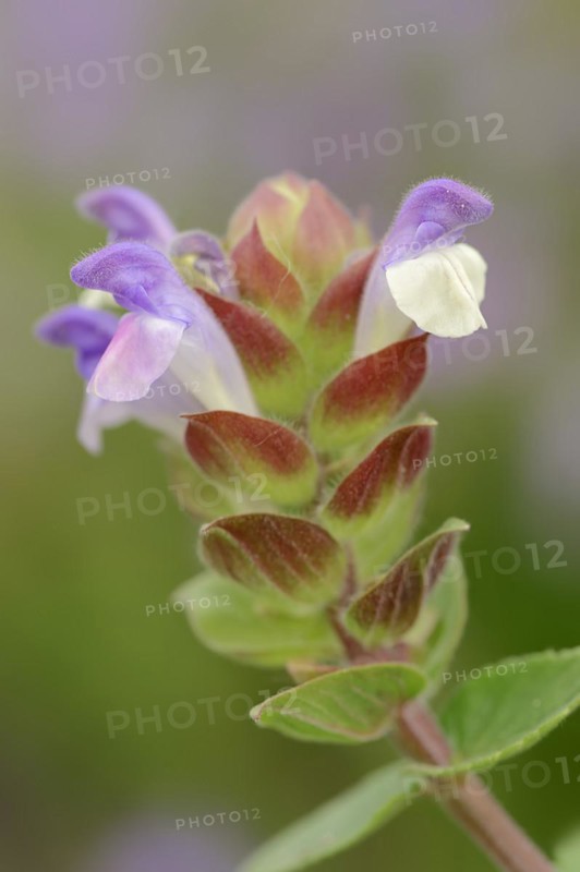 Alpine skullcap (Scutellaria alpina), flowers, Switzerland