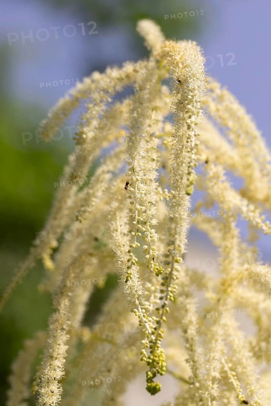 Delicate white flowers of the honeysuckle (Aruncus dioicus) against a blue sky, Neunkirchen, Lower Austria, Austria