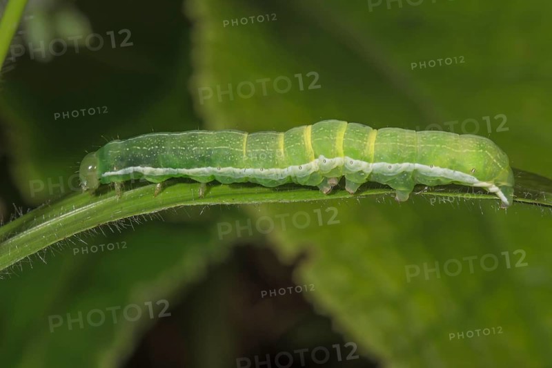 Close-up of a Gothica catkin owl caterpillar (Orthosia gothica) lying on a leaf with the structure clearly visible, Baden-Württemberg, Germany