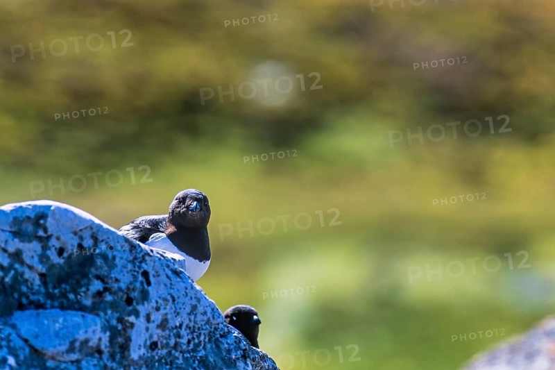 Little auk (Alle alle) sitting and looking on a rock in the arctic Svalbard, Norway