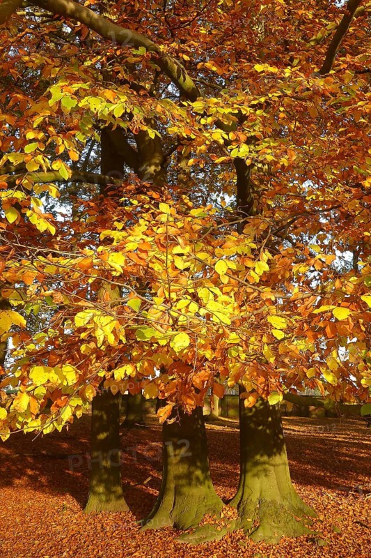 Trees with autumnal colourful discoloured colourful leaves autumn leaves in forest autumn forest autumn, Dülmener Wildpark, Dülmen, North Rhine-Westphalia, Germany