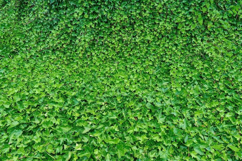 A dense wall of green ivy leaves (Hedera helix) that creates a lush and natural feel, North Island, New Zealand