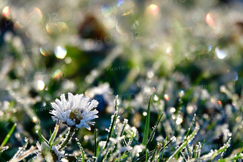 Daisies with hoarfrost and beautiful bokeh in a meadow, winter, Germany