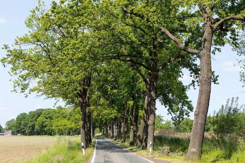 Oak avenue (quercus) near Döbra, Oßling, Saxony, Germany