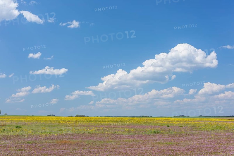 Yellow and purple flowers on an agricultural wasteland near Cavertitz, Saxony, Germany