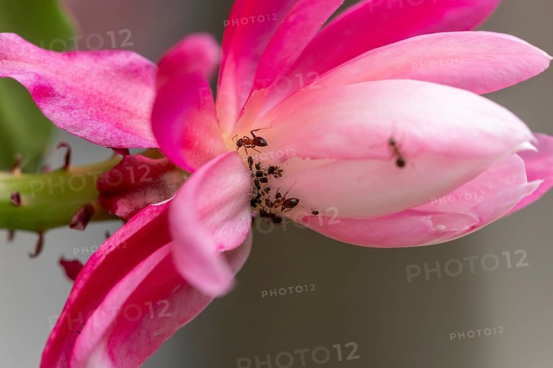 Close-up of a pink cactus flower (Schlumbergera) with ants, Ternitz, Lower Austria, Austria