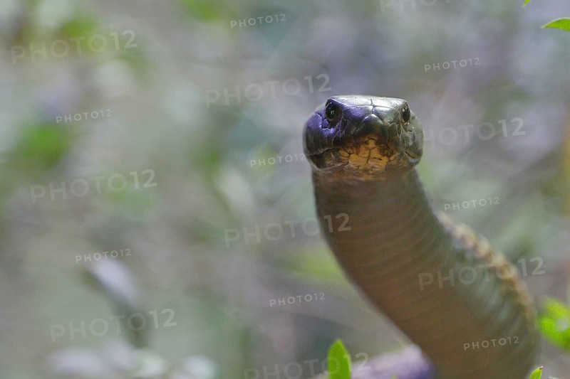 Cobra (Naja naja), erect, view into the camera, animal portrait, occurrence in Africa, captive, Terrazoo, North Rhine-Westphalia, Germany
