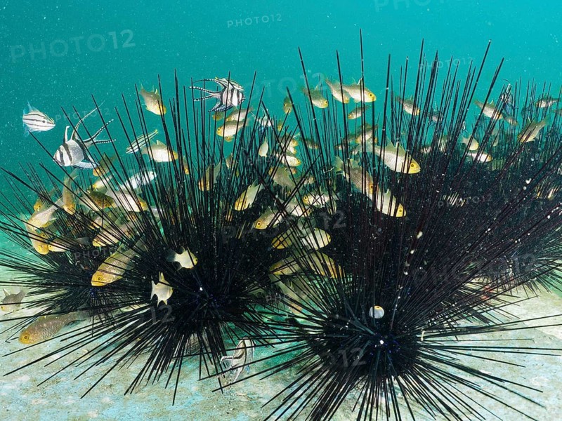 A group of bannerfin cardinalfish (Ostorhinchus hoevenii) seeks shelter between the long spines of diademed sea urchins (Diadema setosum), dive site Secret Bay, Gilimanuk, Bali, Indonesia