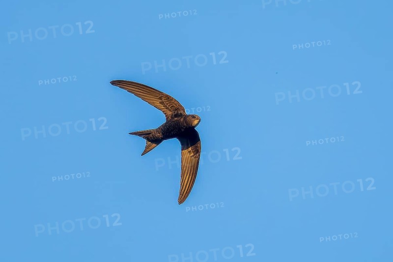 Flying swallow in front of a blue sky, swift (Apus apus), wildlife, Germany
